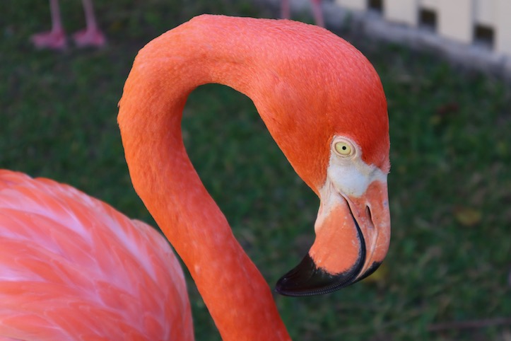 Visiting Ardastra Gardens in Nassau